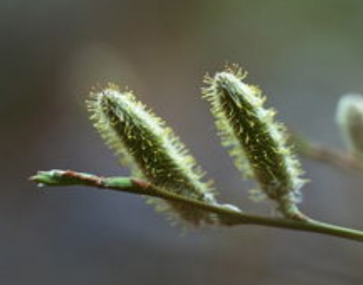 商標(biāo)的策略與創(chuàng)意