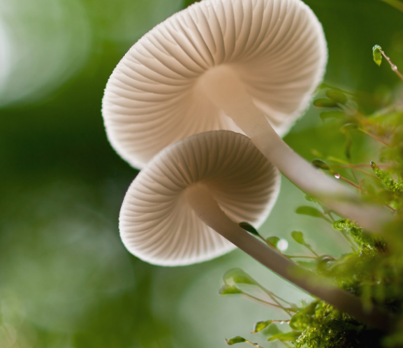 logo品牌的三大策略