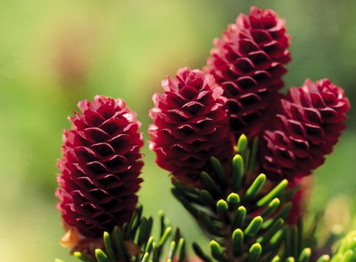 logo企業(yè)核心層的精神文化管理與誤區(qū)