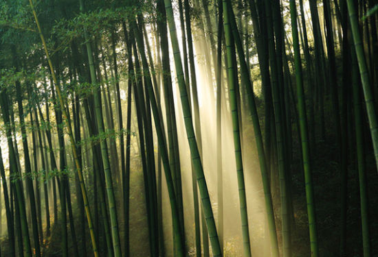 古典園林中的竹子