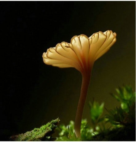 品牌logo在營銷中的作用