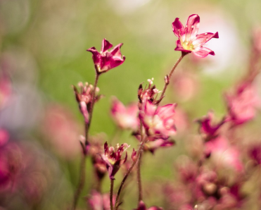 logo具備的特性簡介