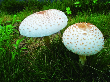 設(shè)計(jì)構(gòu)思的整個(gè)階段性發(fā)展簡(jiǎn)述