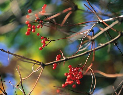 有關(guān)現(xiàn)代教育制度的簡介