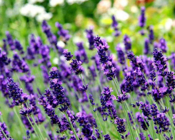 視覺設(shè)計(jì)的主觀形式