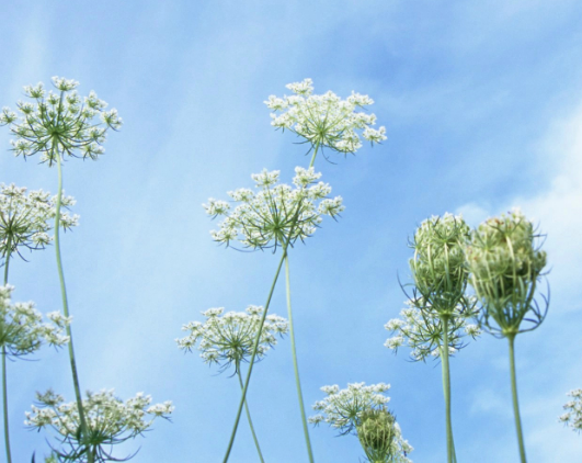 LOGO設(shè)計(jì)分為幾大類(lèi)？你知道嗎？