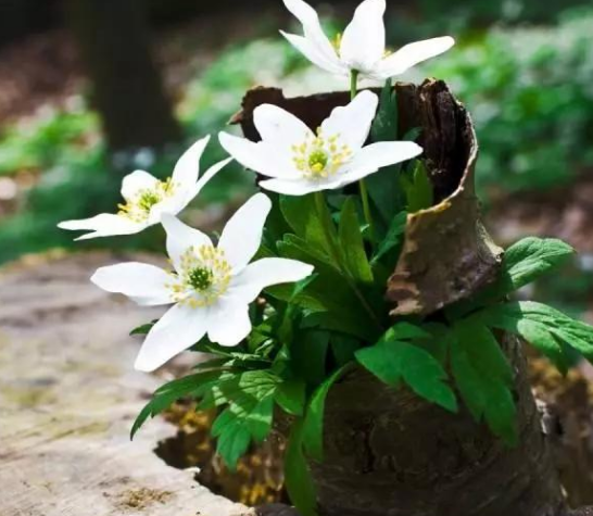 企業(yè)文化的類型簡(jiǎn)述！