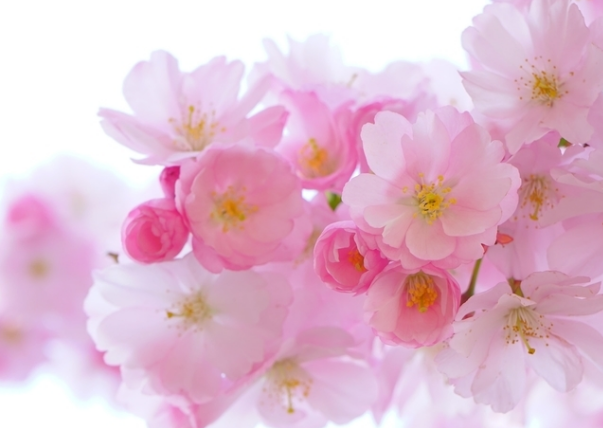 以主題特色的文化建設(shè)方案！