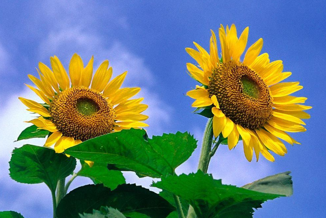 做好校園文化建設(shè)工作、需要做好這些！